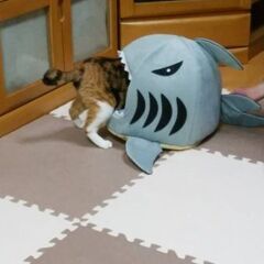 ☆大きな地震がありました - 石巻市