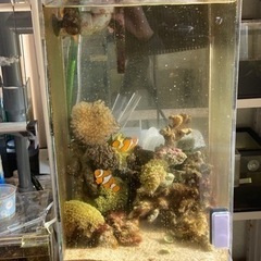 至急募集　海水魚・サンゴ