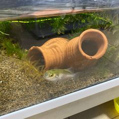 ブロンズパファー　淡水魚　魚
