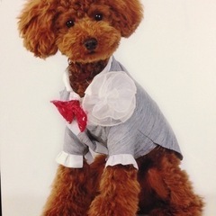 柏原市でドッグトリミング&ブリーダー🐶