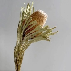バンクシアpjの画像