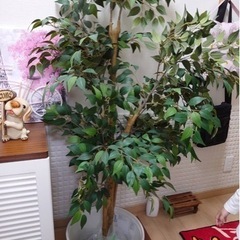 取引決定！観葉植物！