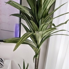 観葉植物‼️