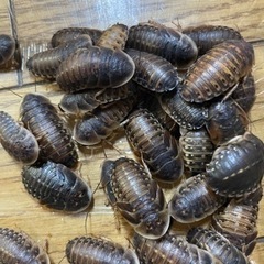 デュビア　成虫ミックス　30匹　死着保証5匹　送料無料