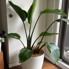  観葉植物 オーガスタ 8号 ラスターポット 付き