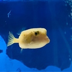 可愛い　ハコフグ　海水魚　