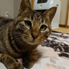 里親を募集しています。一旦受付を中止します。