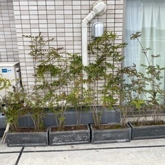 シマトネリコ8株&ファイバー鉢4つの画像