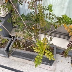 シマトネリコ8株&ファイバー鉢4つの画像