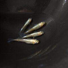 🐦鱗光紅白１ペアの画像