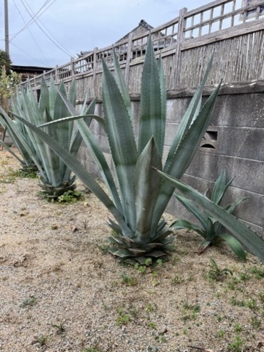 【商談中】Agave americana