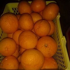 甘夏一個 30円で販売します
