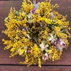 ミモザ　花jgw