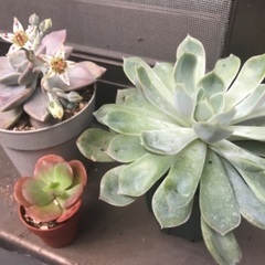 🏵多肉植物好きな方！交流しませんか🌵
