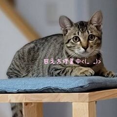 賢い♡美キジちゃん