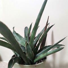 サンスベリア・サンセベリアの苗