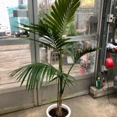 ケンチャヤシ 現品処分品