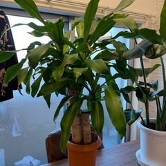 ドラセナ•マッサンゲアナ