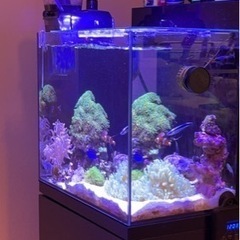 シェル2 その他