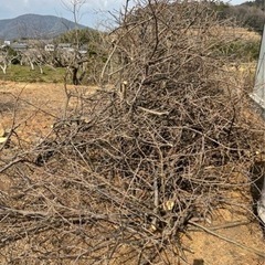 焚き付け 枝