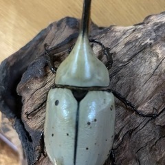 カブトムシ　クワガタ好きな人