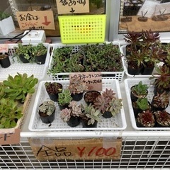 【無人販売所】今日の多肉でーっす！【ハオルチア】