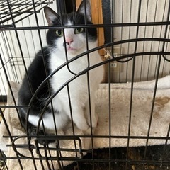 ドタキャンなしで可愛がってくださる方募集