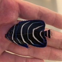 サザナミヤッコ　海水魚