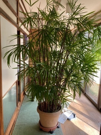 観葉植物　立派　2メートルくらい