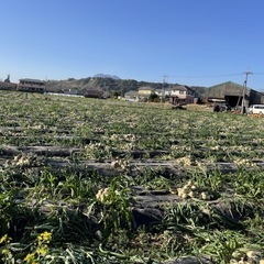 垂水市★時給900円★インゲン・ゴーヤの収穫の画像