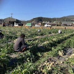垂水市★時給900円★インゲン・ゴーヤの収穫の画像