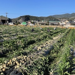 垂水市★時給900円★インゲン・ゴーヤの収穫の画像