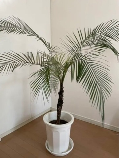 ヒメココス　ヤシ　10号　観葉植物
