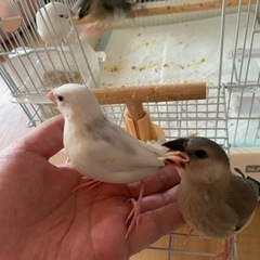 文鳥(ひな)兄弟