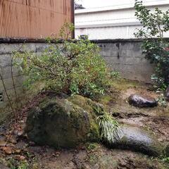 『3月18日写真追加』苔付き！形のいい庭石・植木お譲りします！