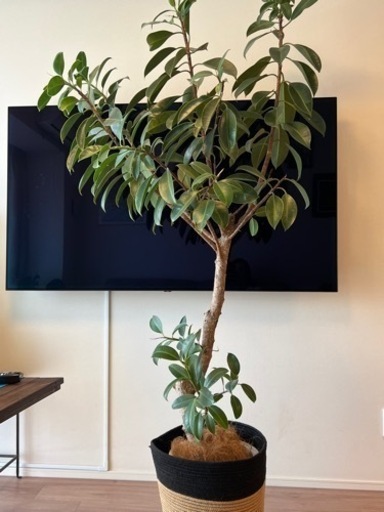 インドゴムの木