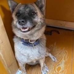 里親様決定しました！ニコニコ♪サイくん♂5歳　柴犬サイズ