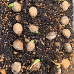 植物栽培に使える土、残土お譲りください