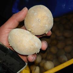 ジャガイモ 種芋、食用として 種類(デジマ) 
