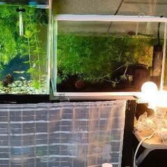 お得な内容に変わりました！！メダカ🐟とシュリンプ(稚エビ🦐)新品水槽&エアレーションで直ぐに飼育が始められます(^o^)の画像