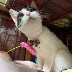 おすまし顔のハチワレちゃん（一時募集停止）