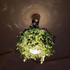 di classe 葉っぱのペンダントライトの画像