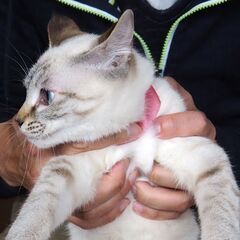【譲渡契約済】キジシロの女の子♀ 5ヶ月＜代理掲載＞ − 鳥取県