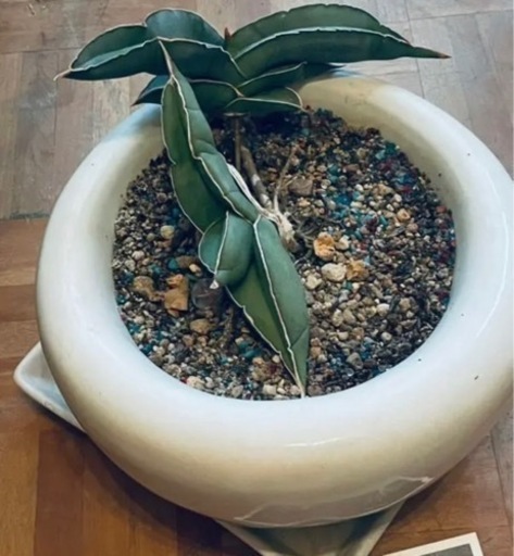 サンセベリア　ストレプトカルプス　バナナ