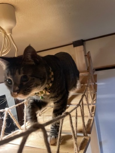 オーダーメイドキャットブリッジ！