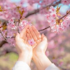 3月26日㈰ お花見💮ウォークに行きませんか😄