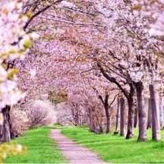 3/21🌸お花見🌸20代の会🎉代々木公園