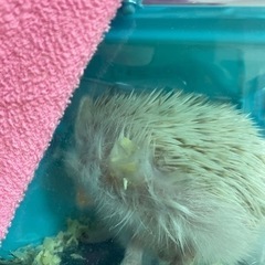 至急。ハリネズミ