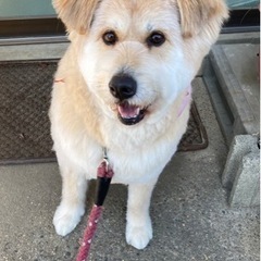 決まりました🍀はなちゃん 女の子 手術済  ～可愛がって最後まで...