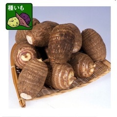 里芋(土垂)の種芋を売ってください！